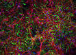 Neurons and Glia